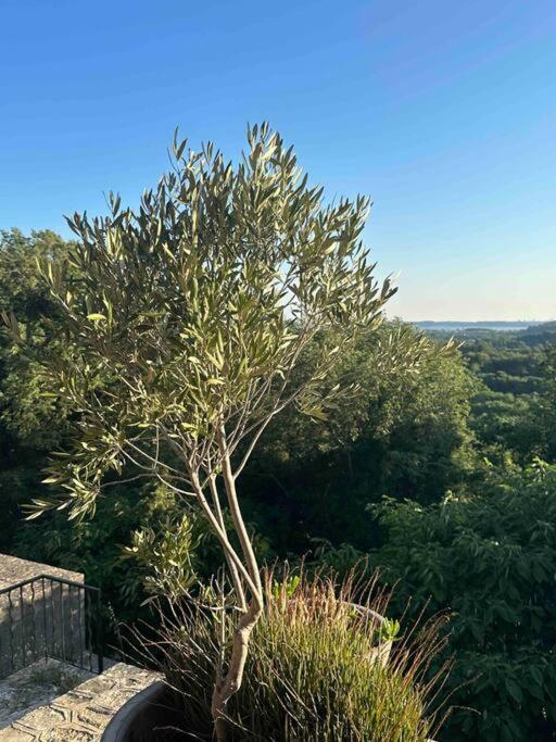 Willa Sous Le « Figuier » Cornillon-Confoux Zewnętrze zdjęcie